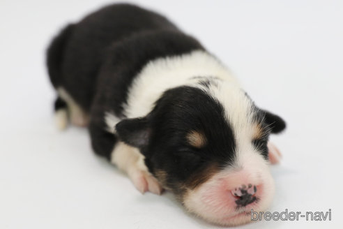 成約済の神奈川県のボーダーコリー-327376の6枚目